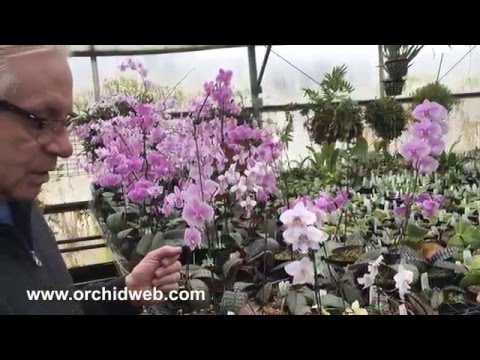 OrchidWeb - Phalaenopsis schilleriana