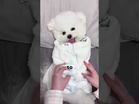 When you try to kiss a cute puppy and immediately regret it