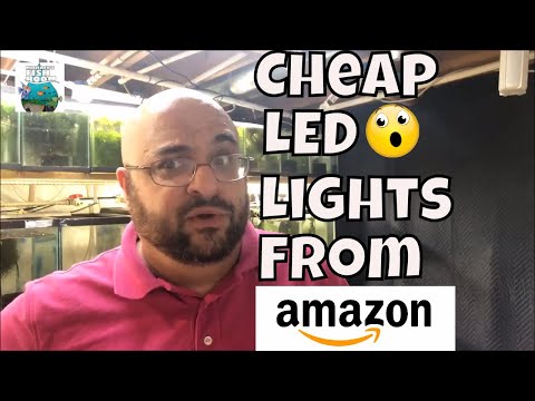 Cheap LED Lights for the Fish Room Red Grass Guppy Fish and Blue Grass Guppy Aquarium Fish Room VLOG