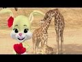 Baby Giraffes Song Learn Animals Songs From Baby Genius