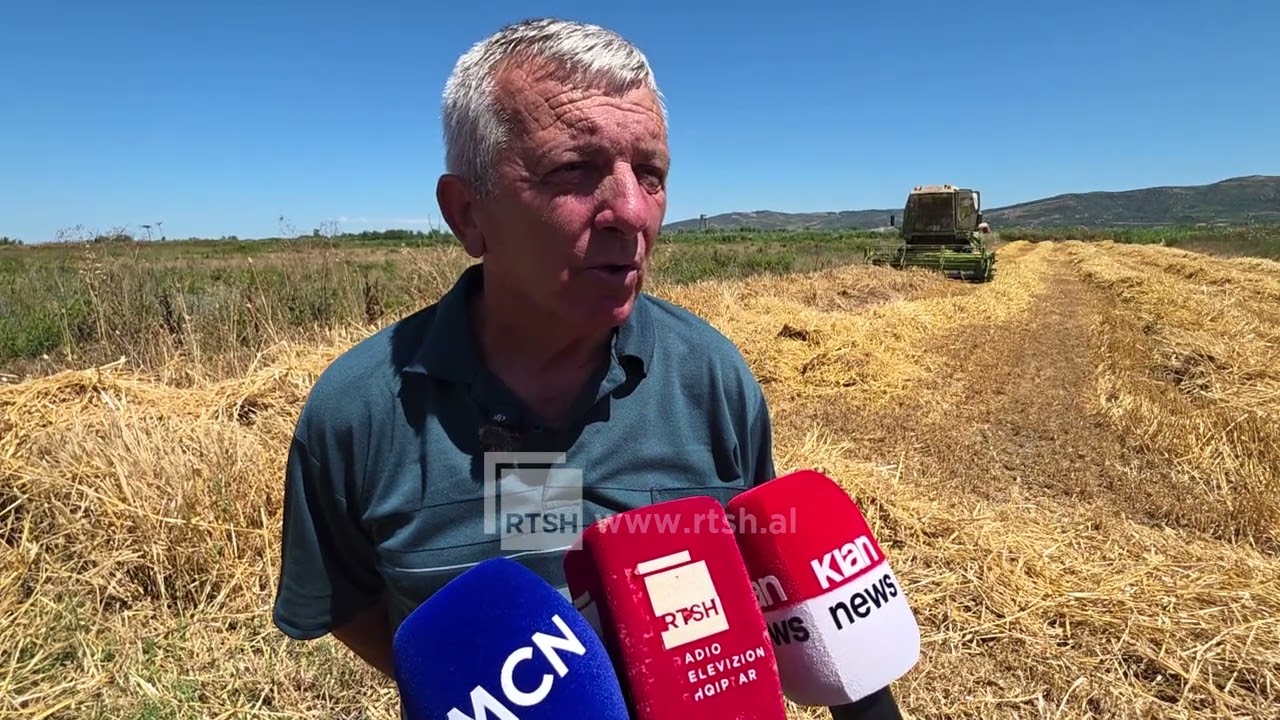 Korrja e grurit në Myzeqe, fermerët po pakësojnë sipërfaqet, ndërsa prodhimin e mbajnë në magazinë 