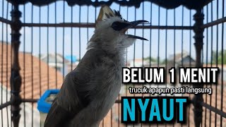 Download lagu trucukan gacor ROPEL PANJANG buat pancingan trucukan agar bunyi jadikan burung trucuk gacor NYAUT mp3