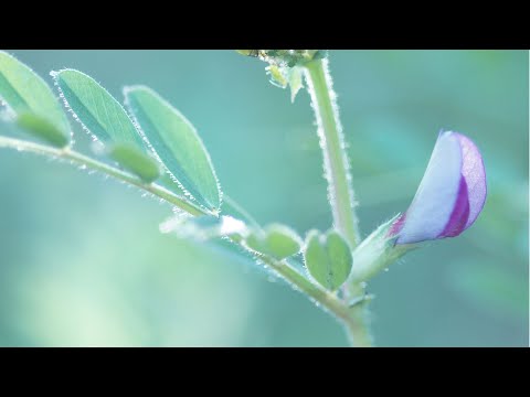 園芸 一般的なノストック、驚くべき能力を持つ唾を吐く月