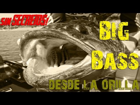 PESCA de BLACK BASS desde ORILLA ¡PEPINO! #2 | BIG LARGEMOUTH from SHORE | www.bofishing.es
