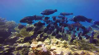 Purple Tang and Blue Parrotfish schools converge.