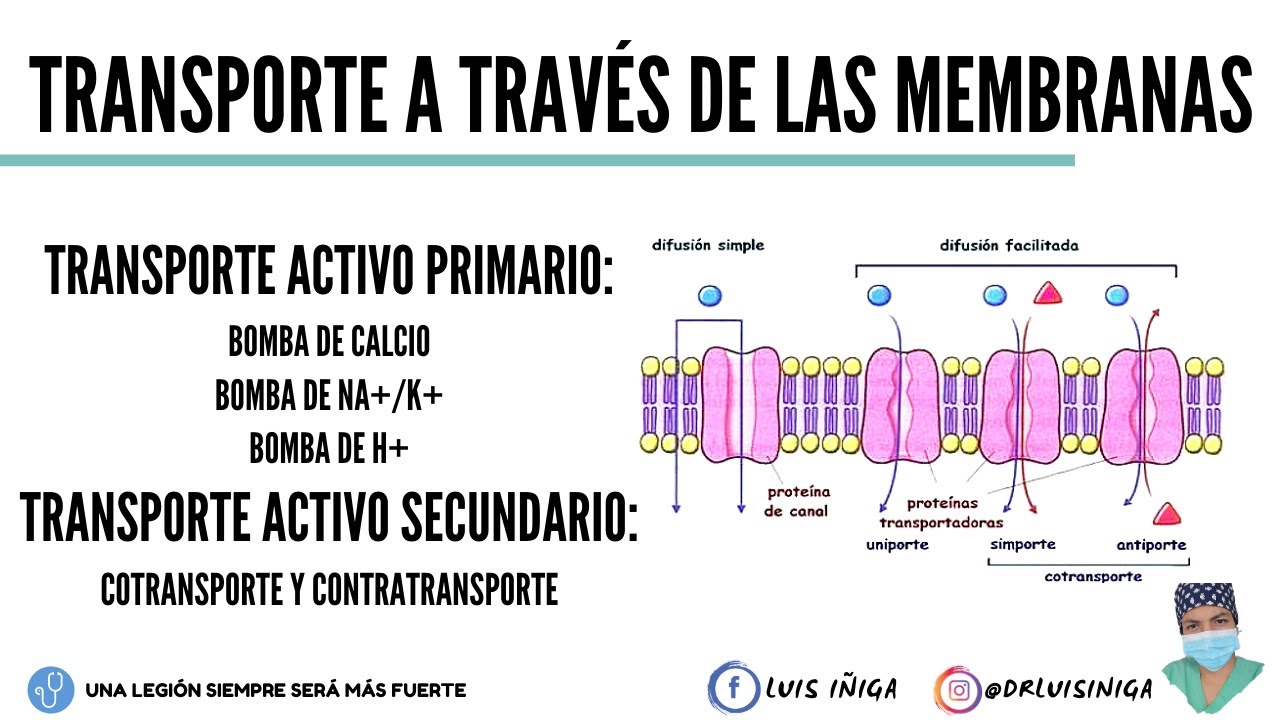 Fisiología: Transporte a través de las membranas: Transporte Activo (Primario y Secundario)