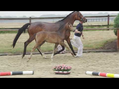 Auktionsfohlen Nr 12  SF v. Dating AT – Cordobes I