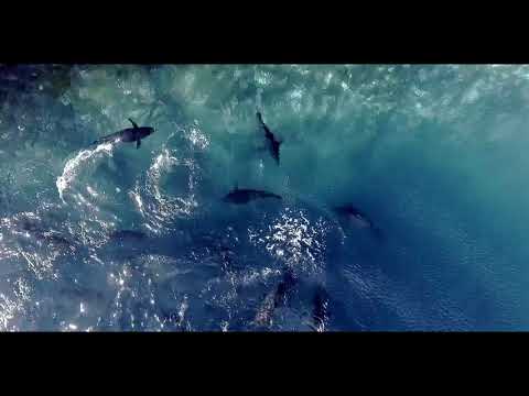 KILIÇ DENİZ "Tanıtım Filmi"