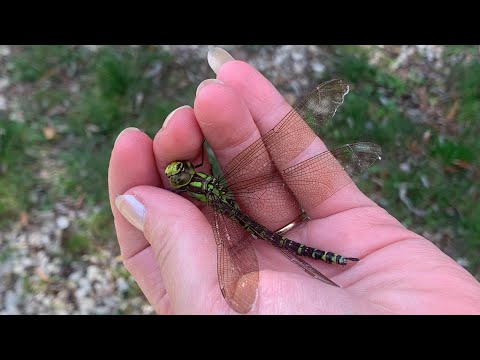 Óriás szitakötő kézben!! 😮