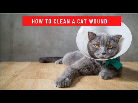 How to Clean a Cat Wound updated 2021