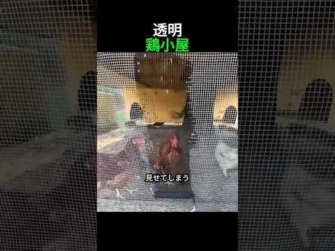 鶏小屋を透明に見せる方法