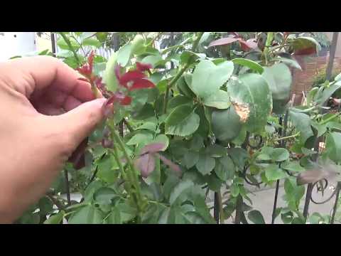 春にディプラデニアを剪定するにはどうすればよいですか？花を美しく保つためのヒントをご紹介します  庭園