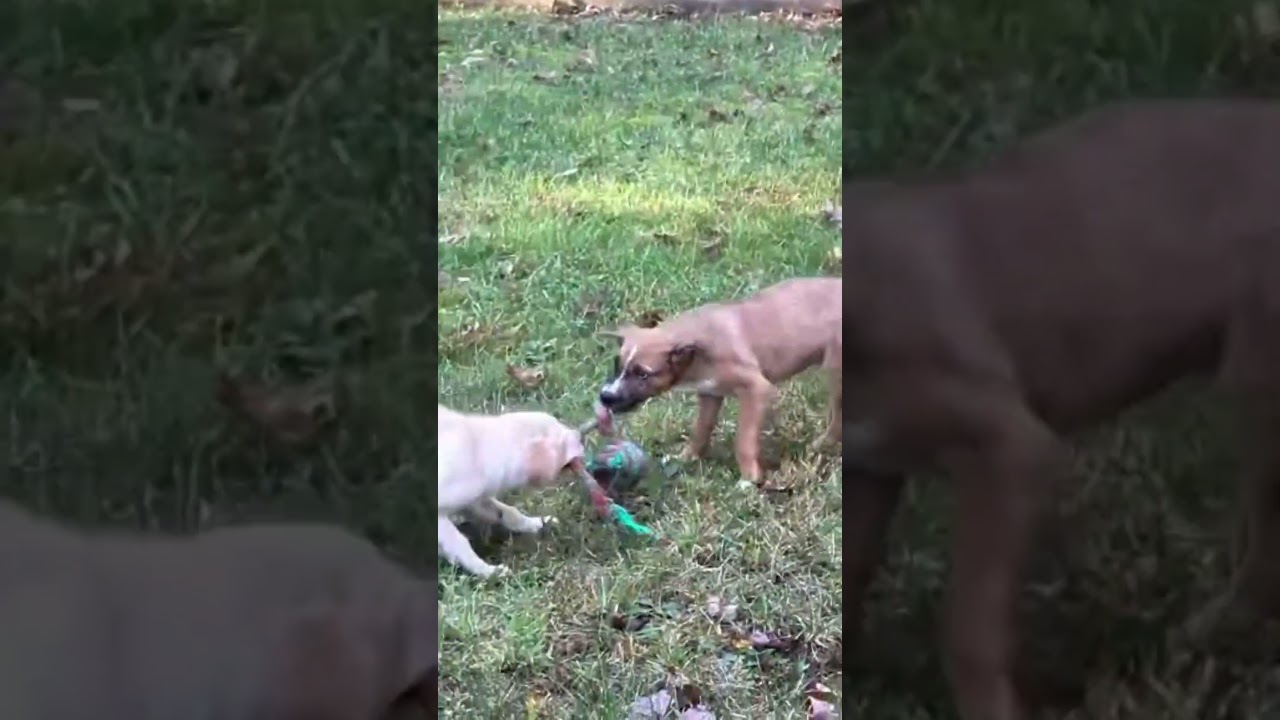 Enlarge Finn, a Adoptable mixed breed in Cookeville, TN video 5/5
