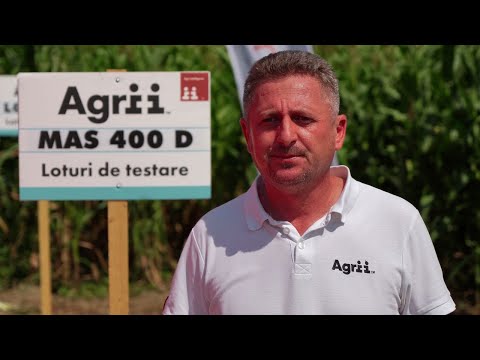 Hibridul de porumb MAS 400D, de la Agrii, impresionează prin înfloritul exploziv