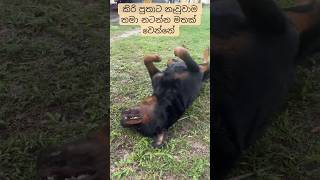 Download lagu නාවලා ඉවර උනාම නේ කිරි පුතා නටන්න ගන්නේ 😱🐶 #rottweiler #pets#everyone #shorts #fypシ゚vira #shortsfeed mp3 Download lagu නාවලා ඉවර උනාම නේ කිරි පුතා නටන්න ගන්නේ 😱🐶 #rottweiler #pets#everyone #shorts #fypシ゚vira #shortsfeed mp3