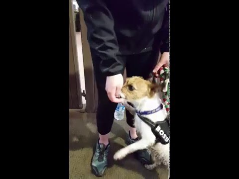 Rihanna and Hayley The Boss