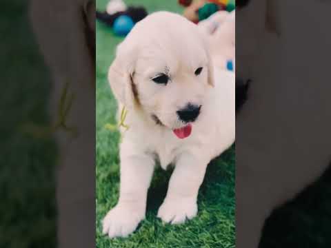 Golden Retriever puppy for sale