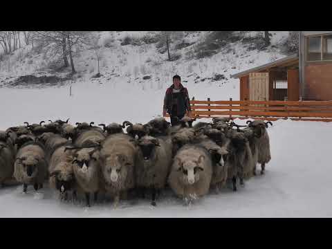 Vakcine protiv bolesti plavog jezika za ovce