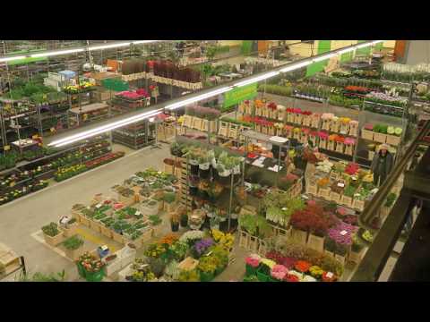 Exkursion Blumengroßmarkt Mannheim