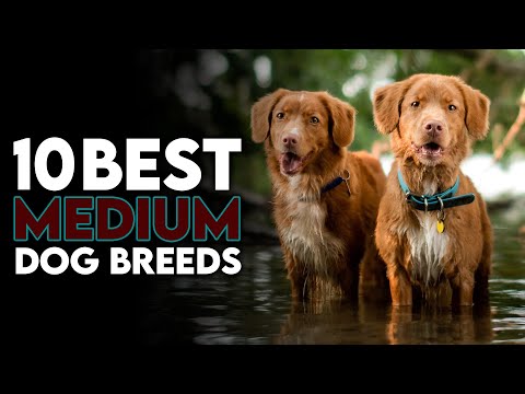 10 Best Medium Dog Breeds That Might Be Perfect for You