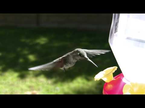 V05811 Female Anna's Hummingbird at feeder Realtime 720p HD