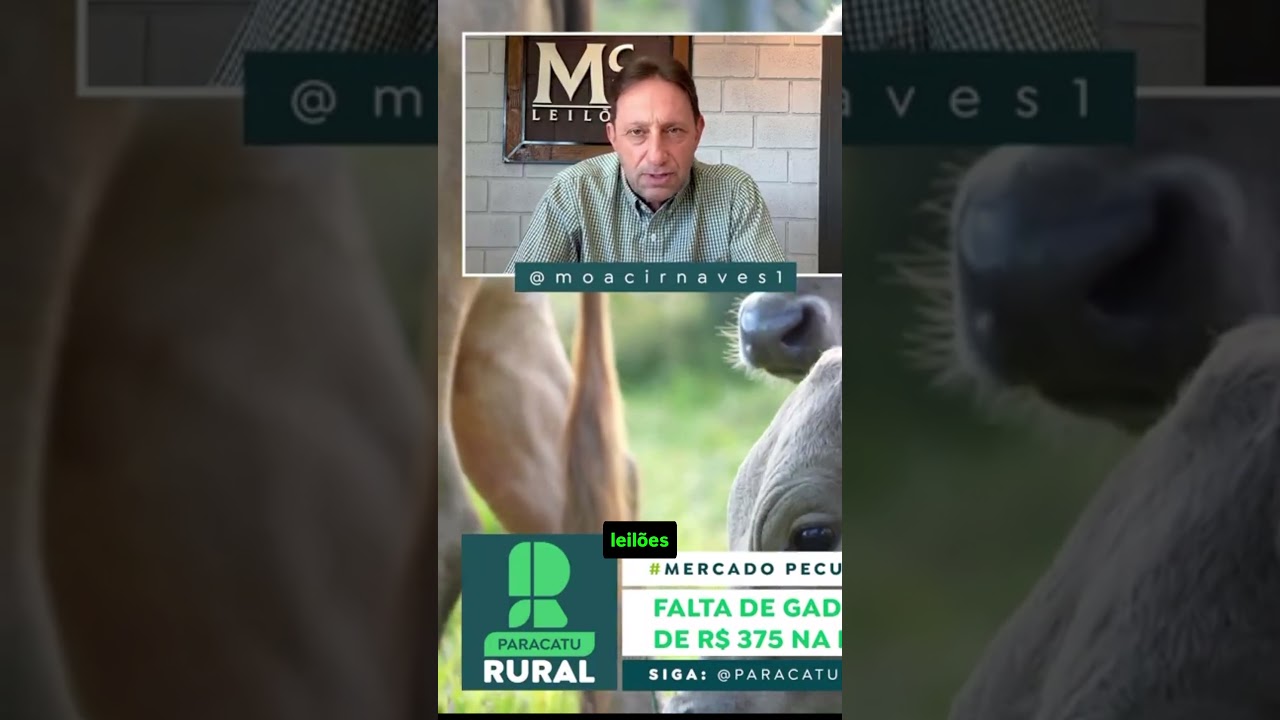 O Que Está Impulsionando o Preço do Boi Gordo?