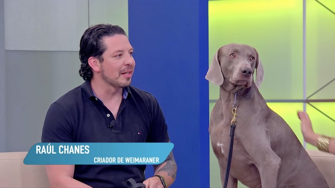 HeralDog | Raúl Chanes, criador de weimaraner | #PerrosPremier