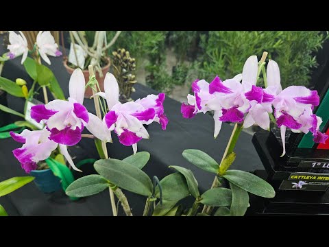 COMO TER ORQUÍDEAS  RARAS E BELAS? O MESTRE CARLOS GOMES ENSINA.