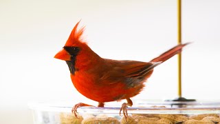 Bird Feeder: Cardinals, Blue Jays, Sparrow, and Carolina Wren