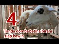 Curhat Peternak Domba Pemula Bagaimana Ciri Ciri Domba Betina Siap Kawin Birahi