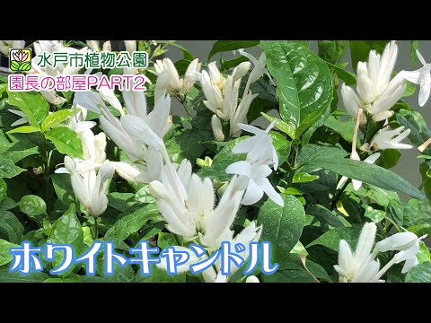 水戸市植物公園 Mito Botanical Page 4 Twilog