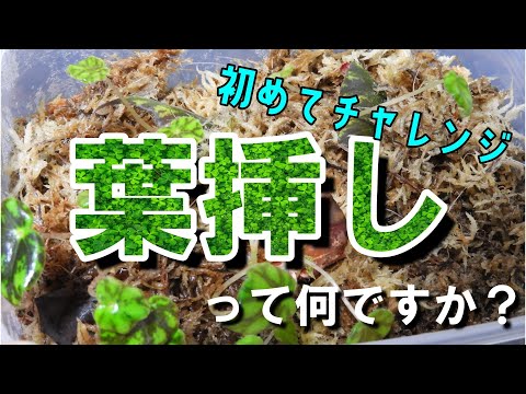 園芸 ベゴニアの葉挿しのやり方は?