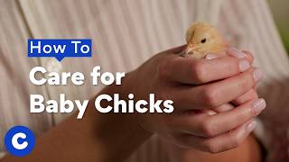 Chewy — How To Care for Baby Chicks | Chewtorials