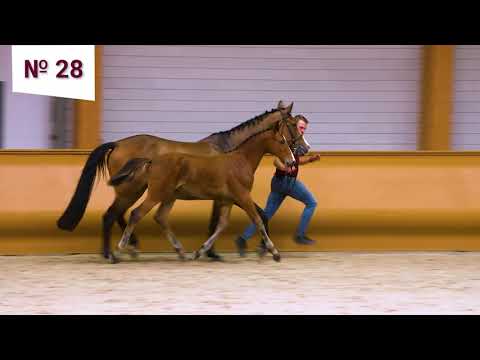 28. Pandoer (Diamant de Semilly x Londontimes x Mr. Blue)