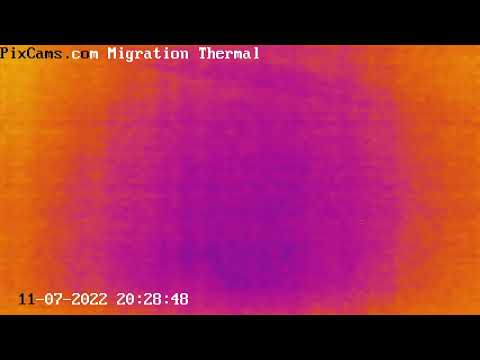 Nocturnal flocks migrating 11/7/2022 @ 20:28