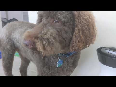 Hot Frog Living Composter Day 29 - Checking In On Jumbo Feeding - Vermicomposting