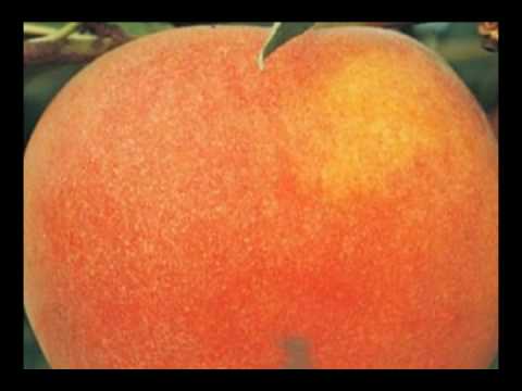 Peach 0F319672 rašalo kasetė Juoda, Žydras, Rausvai raudona, Geltona 6 vnt video