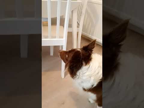 Poise Dog Training. Introducing the muzzle