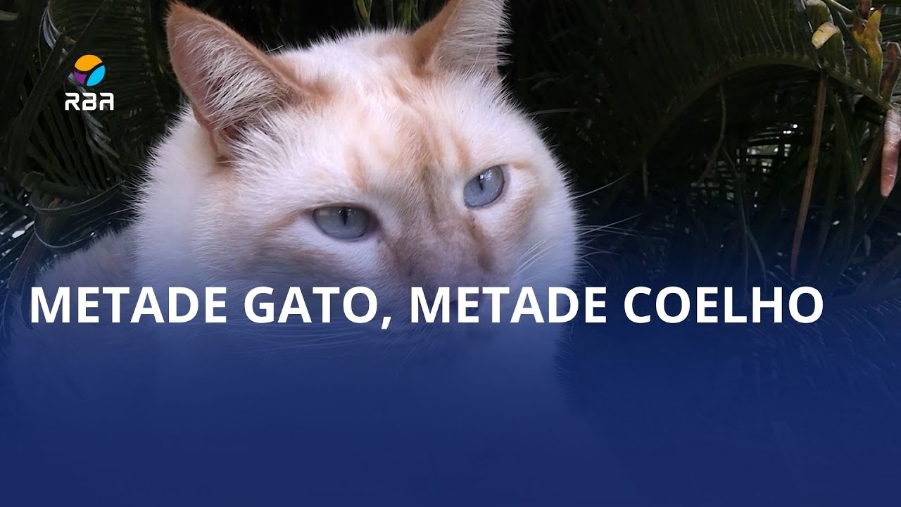 Você conhece o “Gatoelho”? 🐱🐰