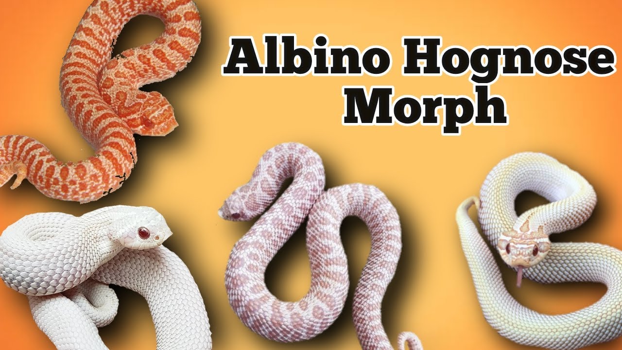 The Albino Morph and Gene Combinations in Hognose Snakes