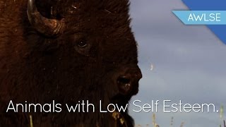 Bison With Low Self Esteem: The End