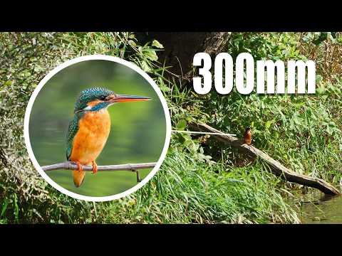 Eisvögel fotografieren | Das schwierigste Projekt!