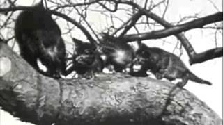 The Paranoid Style - The Ambassador&#39;s Morning Lift