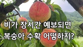 비가 예보되면 복숭아 수확 어떻하면 좋을까?