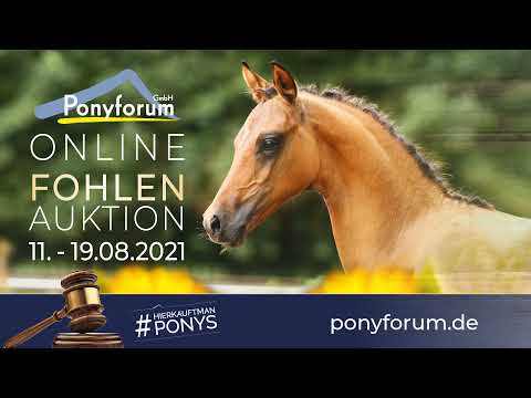 NUMBER ONE B SF v. Neverland WE / Classic Dancer I