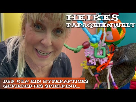 Heikes Keas: hyperaktive gefiederte Spielkinder...