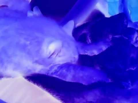 cat doing something weird while listing to nicki minaj