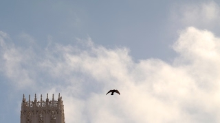 Alice Bag Inesperado Adios (Lyric Video)