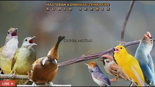 Download lagu #10 MASTERAN MURAI BATU KOMBINASI ISIAN KASAR, PASTOL, TROTOL , MUDA HUTAN mp3