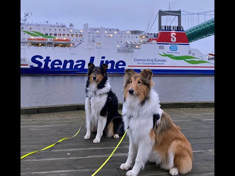 Collies vom Seehain take the Stena ferry from Gothenburg to Kiel